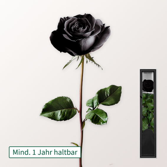 Schwarze, haltbare Rose mit Stiel