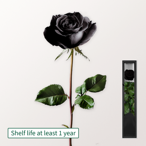 Black, long-lasting Rose with Stem