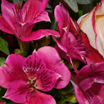 Blumenstrauß Mamas Liebling mit Vase & Ferrero Giotto 3er