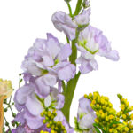 Blumenstrauß Blütenexplosion mit Vase & Ferrero Giotto 3er