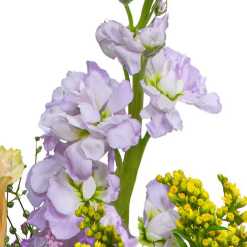 Blumenstrauß Blütenexplosion mit Vase & Ferrero Giotto 3er
