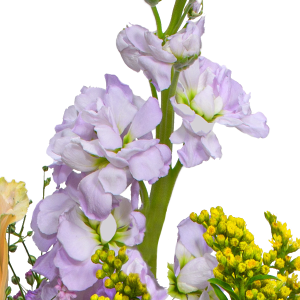 Blumenstrauß Blütenexplosion mit Vase & Ferrero Giotto