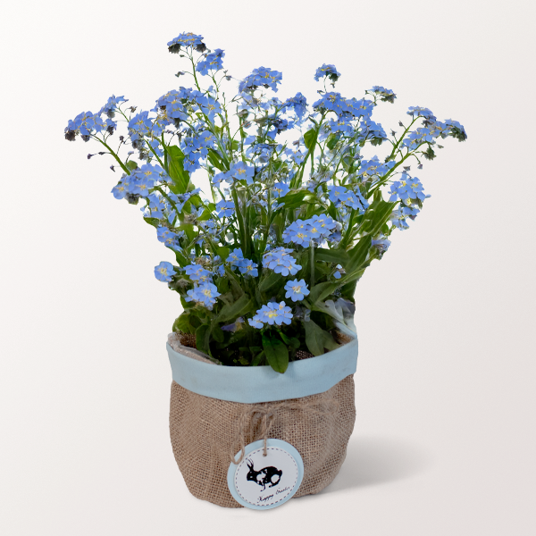 Forget-me-not in a Pot