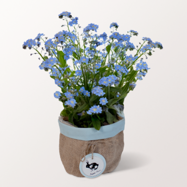Forget-me-not in a Pot Forget-me-not in a Pot