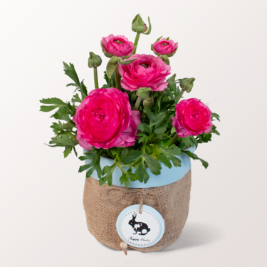 Pink Ranunculus in a Easter Pot