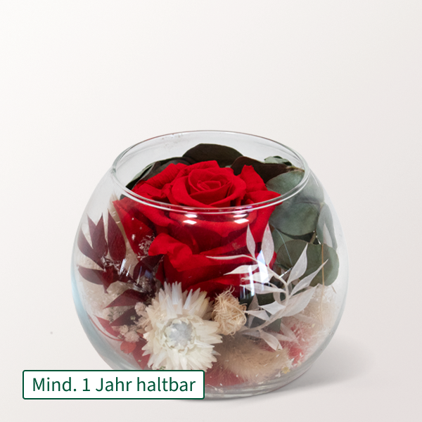 Rote haltbare Rose im Glas