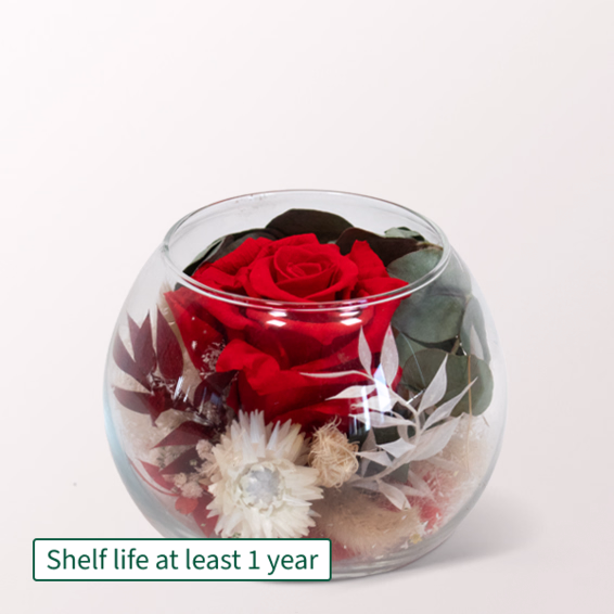 Red Long-Lasting Rose in a Glass