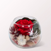 Red Long-Lasting Rose in a Glass