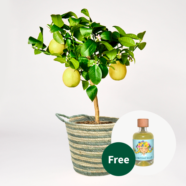 Lemon Tree with Limoncello