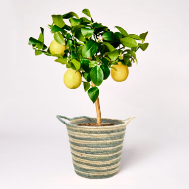 Lemon Tree with Limoncello