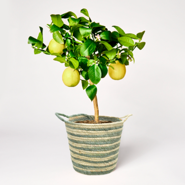 Lemon Tree with Limoncello
