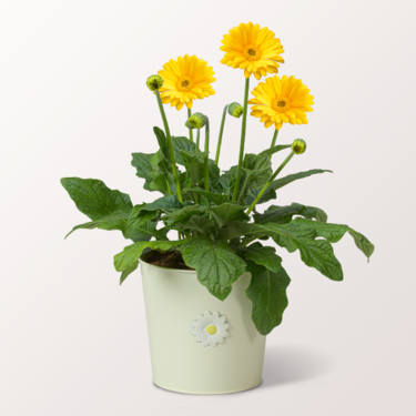 Yellow Garvinea Germini in a Zinc Pot