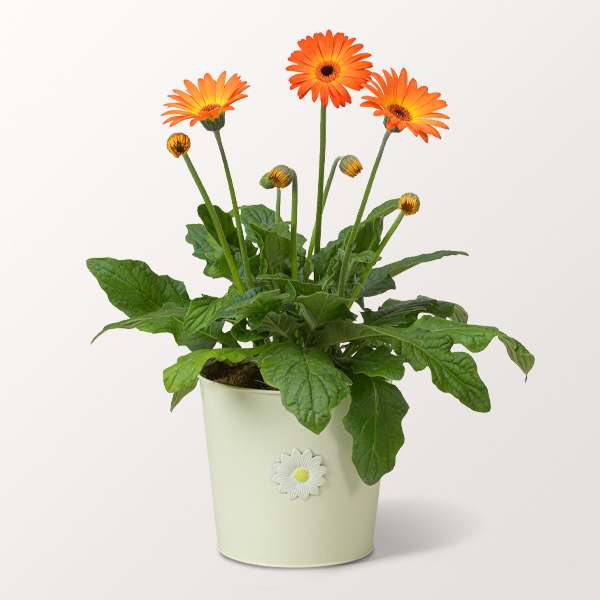 Orange Garvinea Germini im Zinktopf