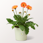 Orange Garvinea Germini in a Zinc Pot