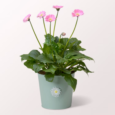 Light Pink Garvinea Germini in a Zinc Pot