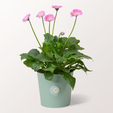 Light Pink Garvinea Germini in a Zinc Pot