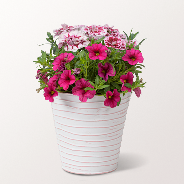 Pink Dream in a decorative Zinc Pot