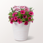 Pink Dream in a decorative Zinc Pot