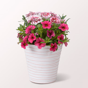 Pink Dream in a decorative Zinc Pot