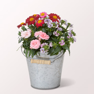 Awakening in the Silver Zinc Pot