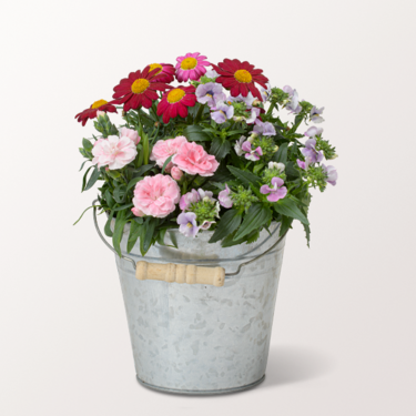 Awakening in the Silver Zinc Pot