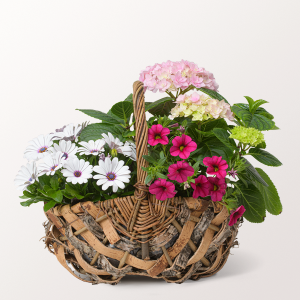 Garden Dream in a Basket