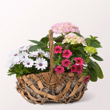 Garden Dream in a Basket