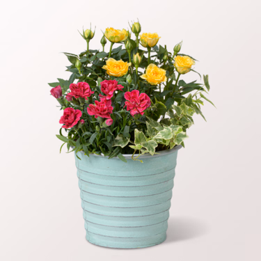 The Scent of Roses in a Zinc Pot