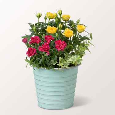 The Scent of Roses in a Zinc Pot