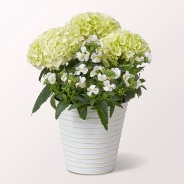 White Hydrangea in a decorative Zinc Pot
