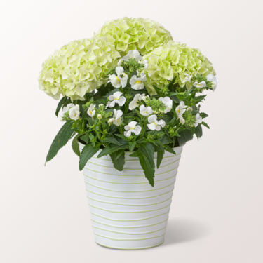 White Hydrangea in a decorative Zinc Pot