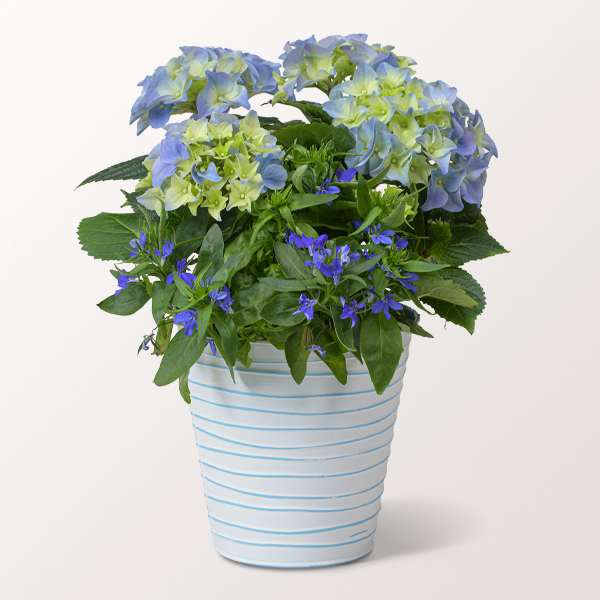 Blaue Hortensie im dekorativen Zinktopf