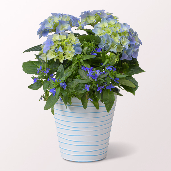 Blue Hydrangea in a decorative Zinc Pot