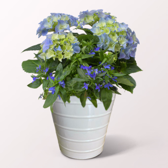 Blue Hydrangea in a decorative Zinc Pot