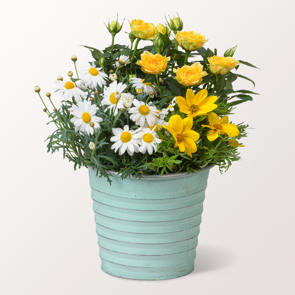 Blütenbrise in a Zinc Pot