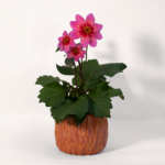 Tricolour Dahlia in a Pretty Ceramic Pot
