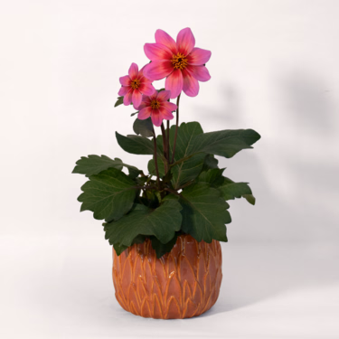 Tricolour Dahlia in a Pretty Ceramic Pot