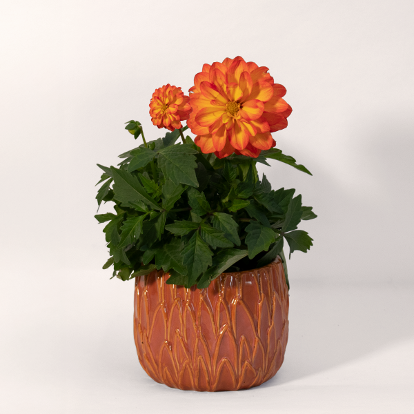 Stuffed dahlia in a Ceramic Pot