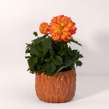 Stuffed dahlia in a Ceramic Pot