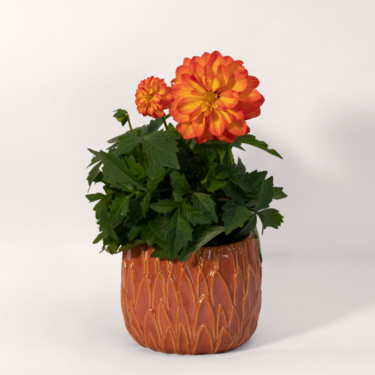 Stuffed dahlia in a Ceramic Pot