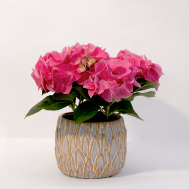 Pink Hydrangea in a Ceramic Pot