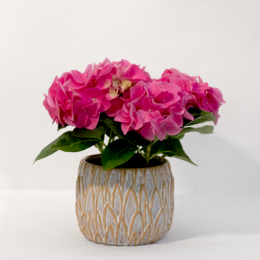 Pink Hydrangea in a Ceramic Pot