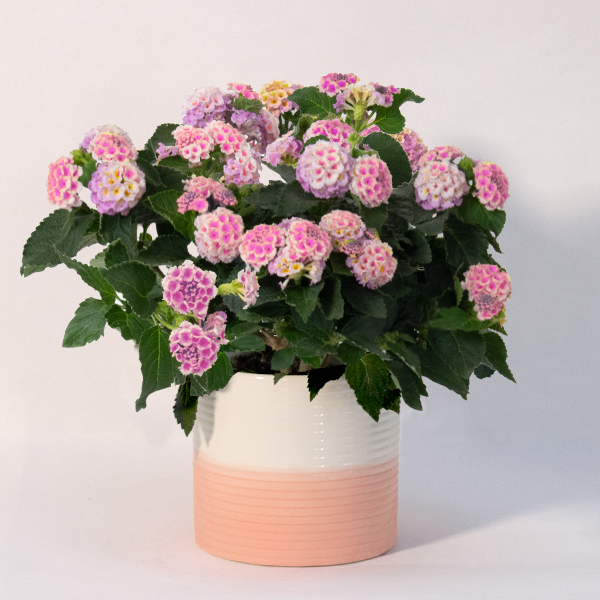 Pink Lantana in a Pot
