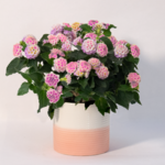 Pink Lantana in a Pot