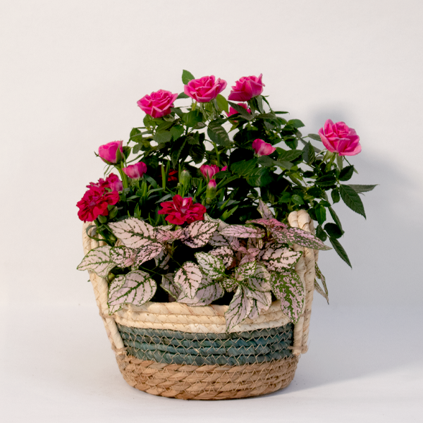 Colourful Blossoms in a Basket
