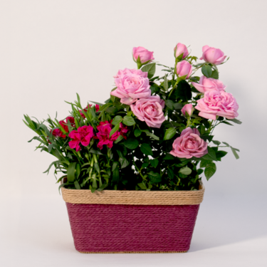 Pink & Rosa Zauber im Korb