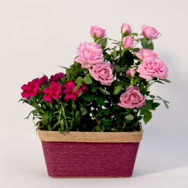 Pink Magic in a Basket