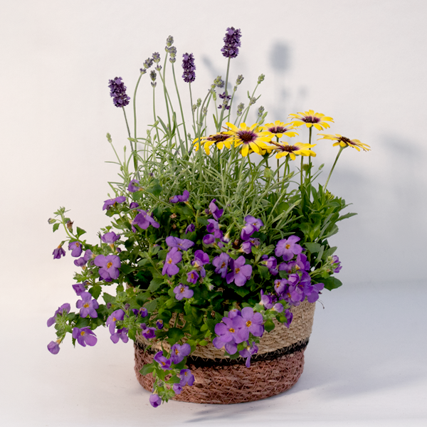 Blossom Harmony in a Basket