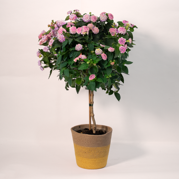 Pink Lantana Bush