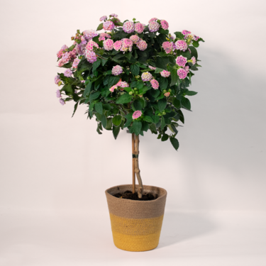 Pink Lantana Bush